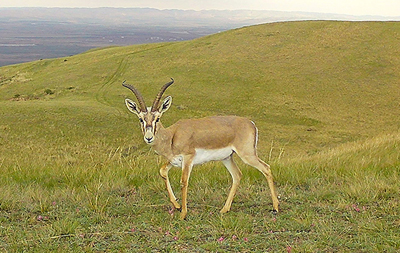 A photograph of a goitered gazelle in its natural habitat in Ningxia, China.