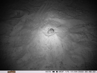 An infra-red image showing a native Mitchell’s hopping-mouse digging into a sand mound within which a bait is buried.