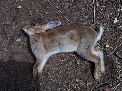 A photograph of a rabbit killed by rabbit haemorrhagic disease virus.