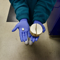 Two white shark vertebrae of different sizes being displayed on gloved hands.