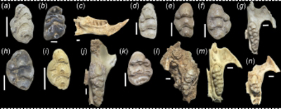 A photograph of small-mammal fossils from cave sites in north-eastern Australia.