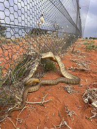 A photo showing a woma python being entangled in netting of a fence.