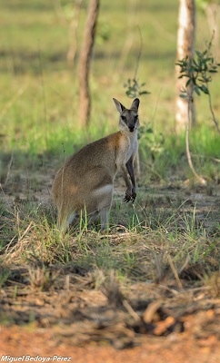 A photograph of agile wallaby.