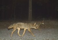 A photograph showing coyotes scavenging for food in South Carolina, USA.