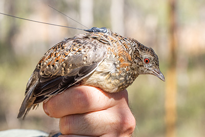 A photograph of painted button-quail with a GPS tracker.