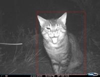 White flash camera-trap image of feral cat.