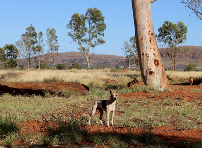 Camp dogs in grassland near eucalyptus trees in Western Australia.