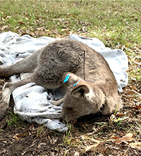 Photograph of eastern grey kangaroo with radio collar and identification tags.