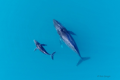 Aerial photograph of a humpback whale mother-calf pair resting on the water surface in Exmouth Gulf, Western Australia