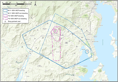 Map comparing home-ranges of a male and female grey goshawk during the breeding and non-breeding season in Tasmania.